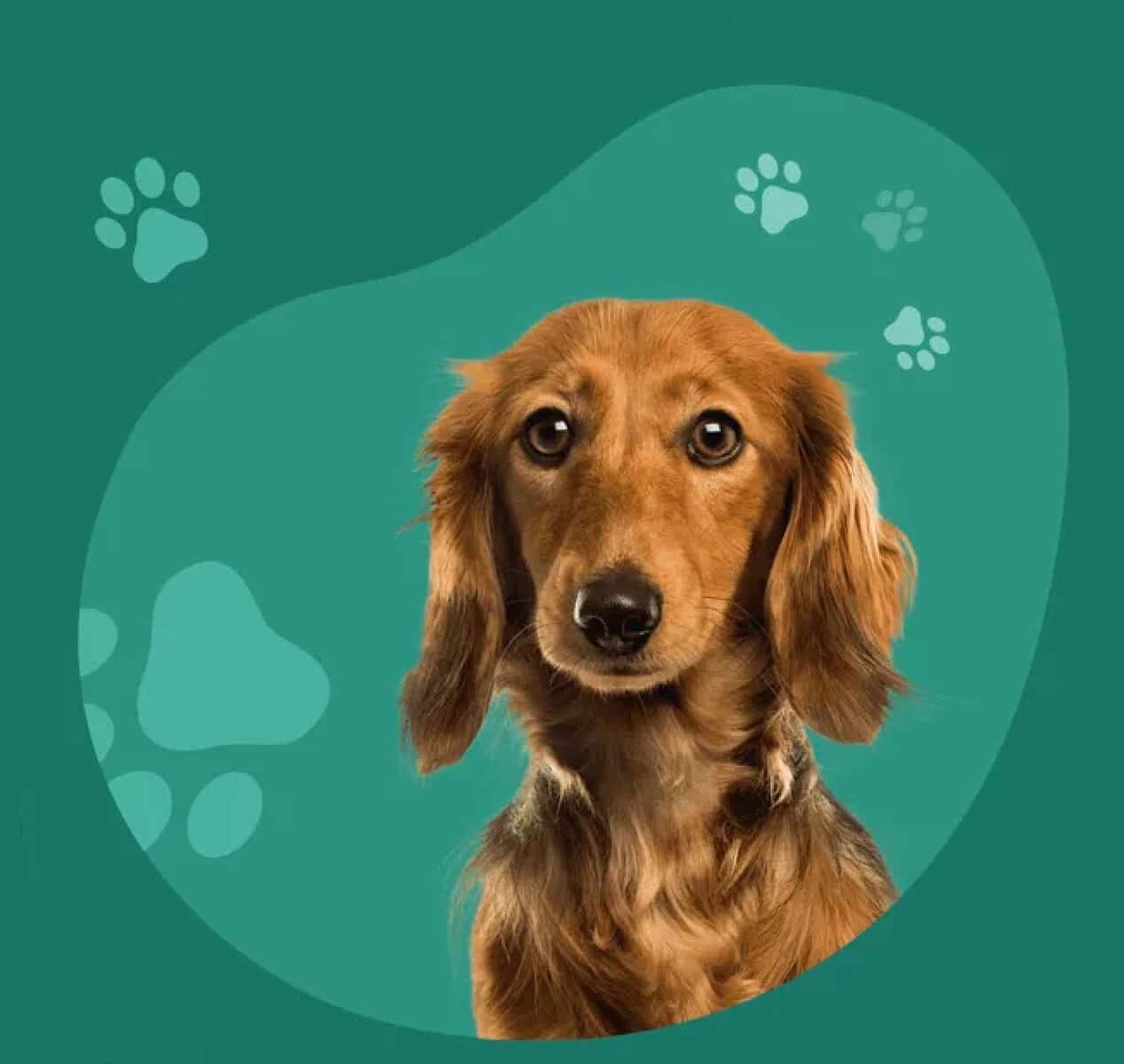Dogfix.com — Astro website development for a dog care publisher